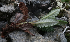 Dryas ajanensis