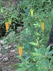 Lilium humboldtii humboldtii