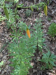 Lilium humboldtii humboldtii
