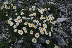 Dryas ajanensis
