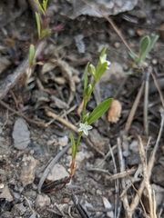 Polygonum douglasii