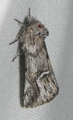 Ursia noctuiformis