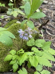 Hydrophyllum capitatum