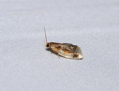 Clepsis melaleucanus