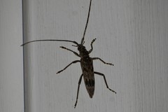 Elytrimitatrix undata