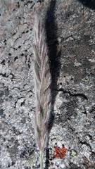 Leymus innovatus