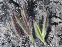 Leymus innovatus