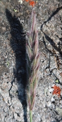 Leymus innovatus