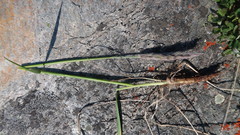 Leymus innovatus