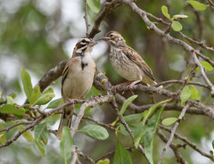 Lark Sparrow photo 6
