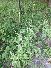 Sisymbrium officinale