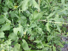 Sisymbrium officinale