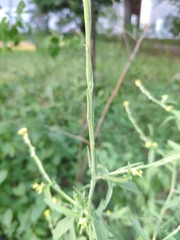 Sisymbrium officinale