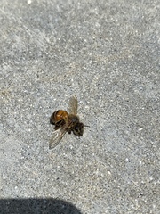 Apis mellifera