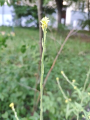 Sisymbrium officinale