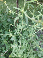 Sisymbrium officinale