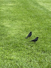 Euphagus cyanocephalus