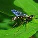 Norton's Giant Ichneumonid Wasp - Photo (c) icosahedron, some rights reserved (CC BY), uploaded by icosahedron