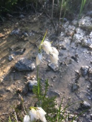 Eriophorum viridicarinatum