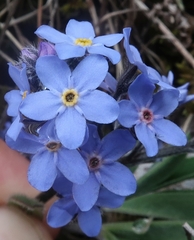 Myosotis alpestris