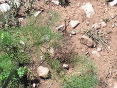 Prangos trifida