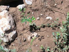 Euphorbia taurinensis