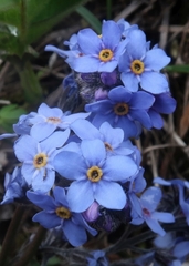 Myosotis alpestris