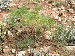 Prangos trifida
