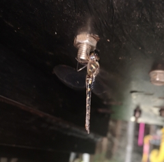 Somatochlora forcipata