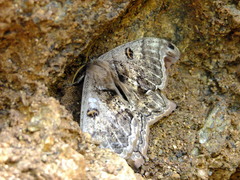 Arsenurinae