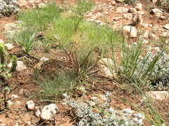 Prangos trifida