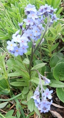 Myosotis alpestris