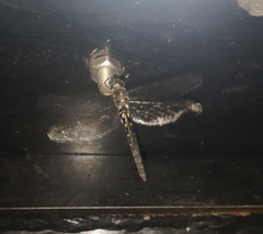 Somatochlora forcipata