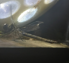 Somatochlora forcipata