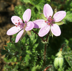 Erodium cicutarium
