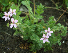 Erodium cicutarium