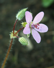 Erodium cicutarium