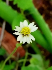 Tridax procumbens