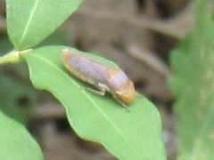 Oncometopia hamiltoni