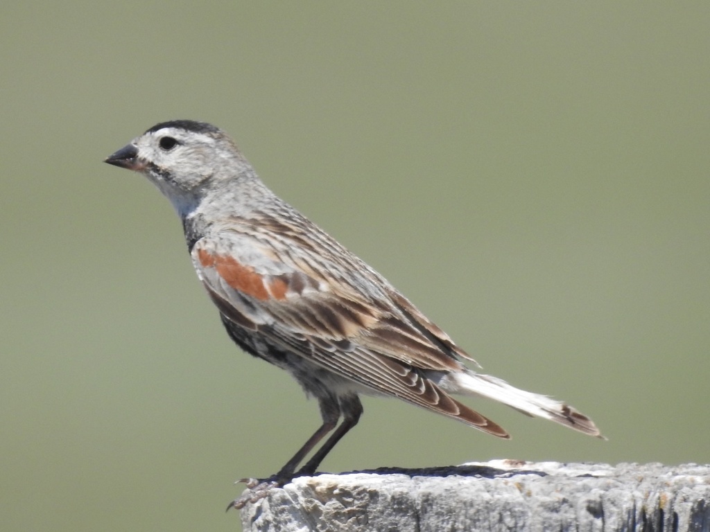 Mccown's Longspur