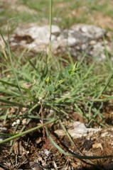 Euphorbia taurinensis