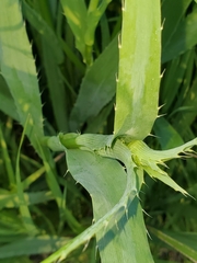 Eryngium yuccifolium
