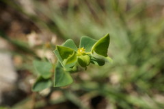 Euphorbia taurinensis