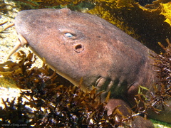 Brachaelurus waddi