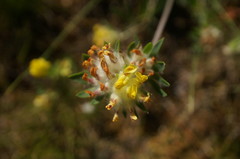 Anthyllis vulneraria boissieri