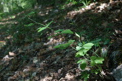 Lathyrus rotundifolius