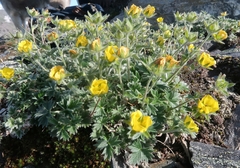Potentilla uniflora