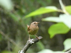 Troglodytes pacificus