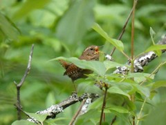 Troglodytes pacificus