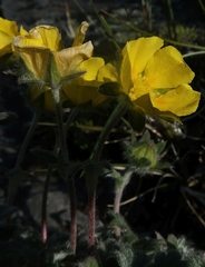 Potentilla uniflora